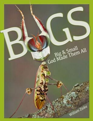 Bugs: Big and Small, God Made Them All